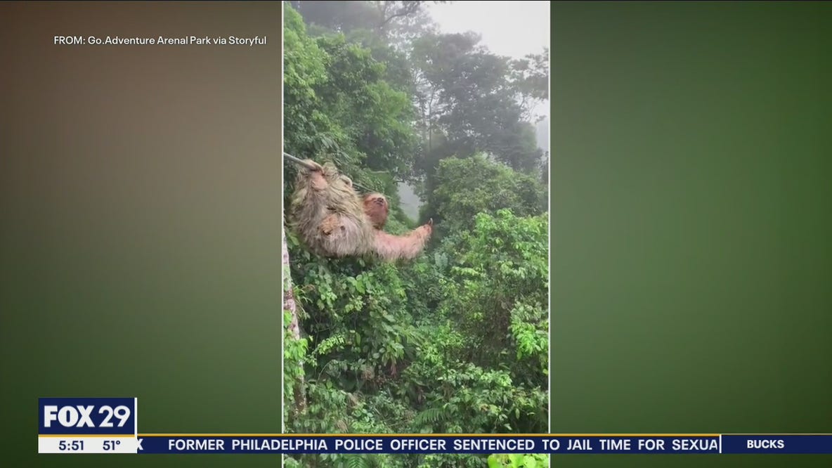 Child collides with sloth on Costa Rican zipline